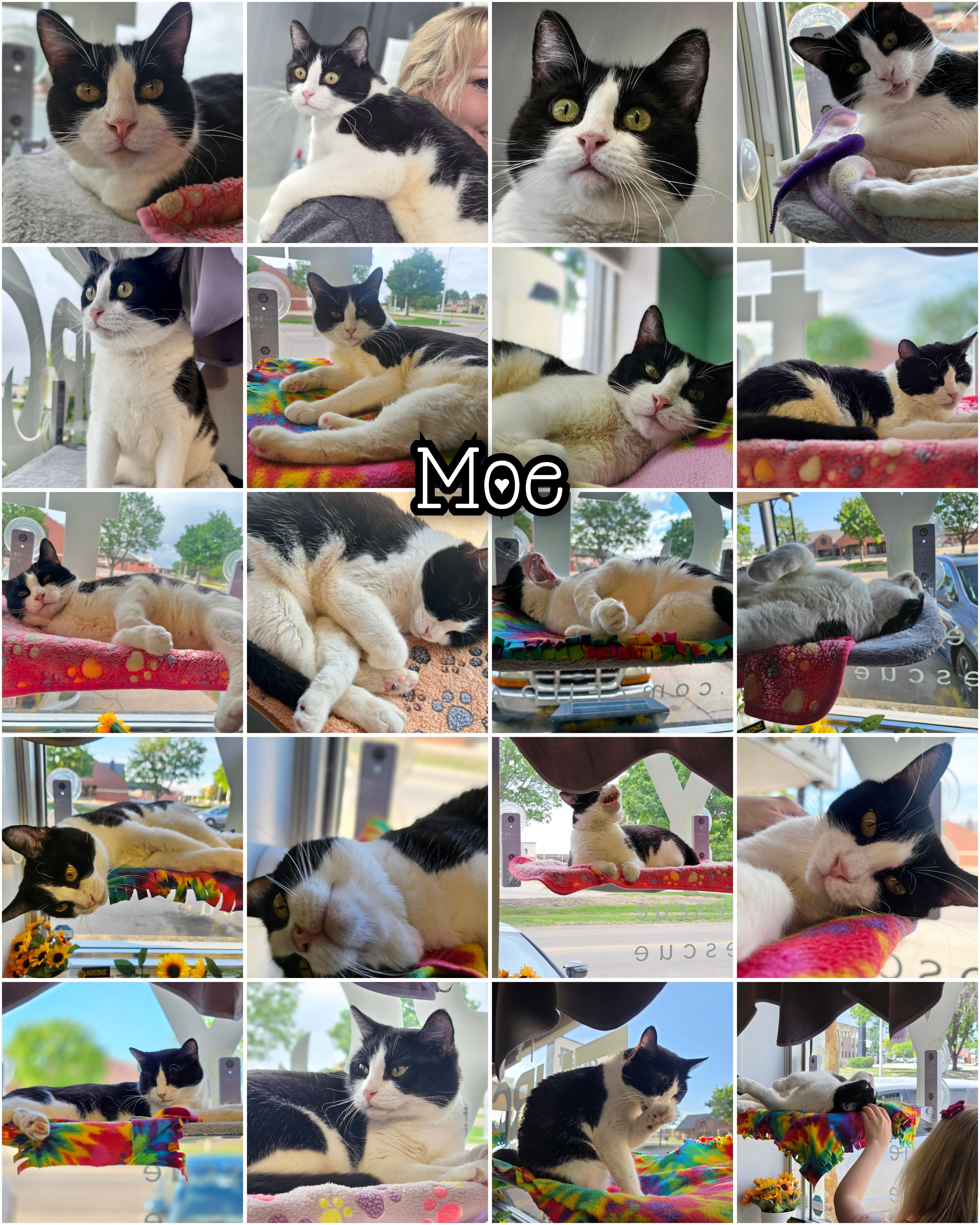 Moe, a ADOPTABLE Domestic Short Hair in North Platte, NE image 2/4