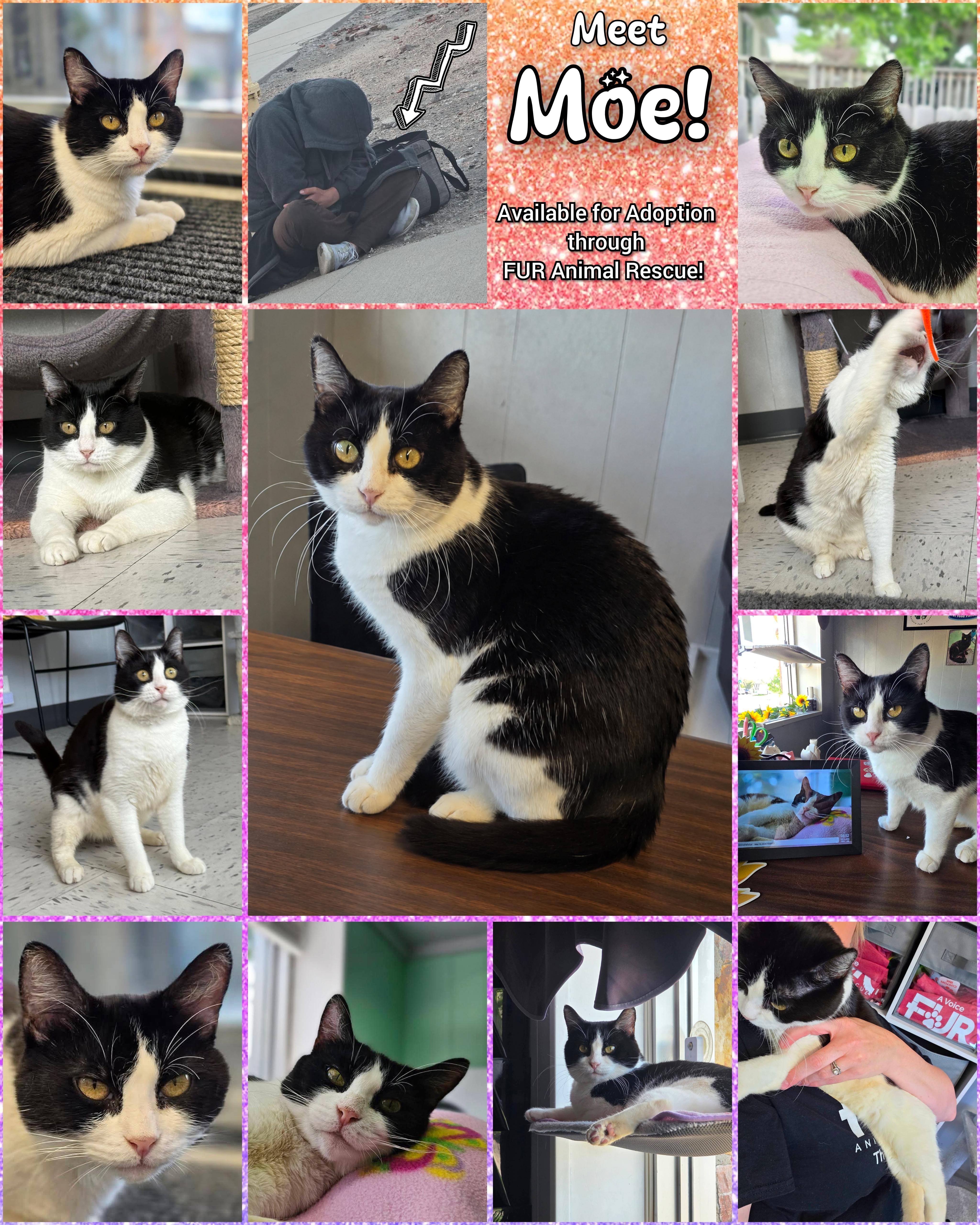 Moe, a ADOPTABLE Domestic Short Hair in North Platte, NE image 3/4
