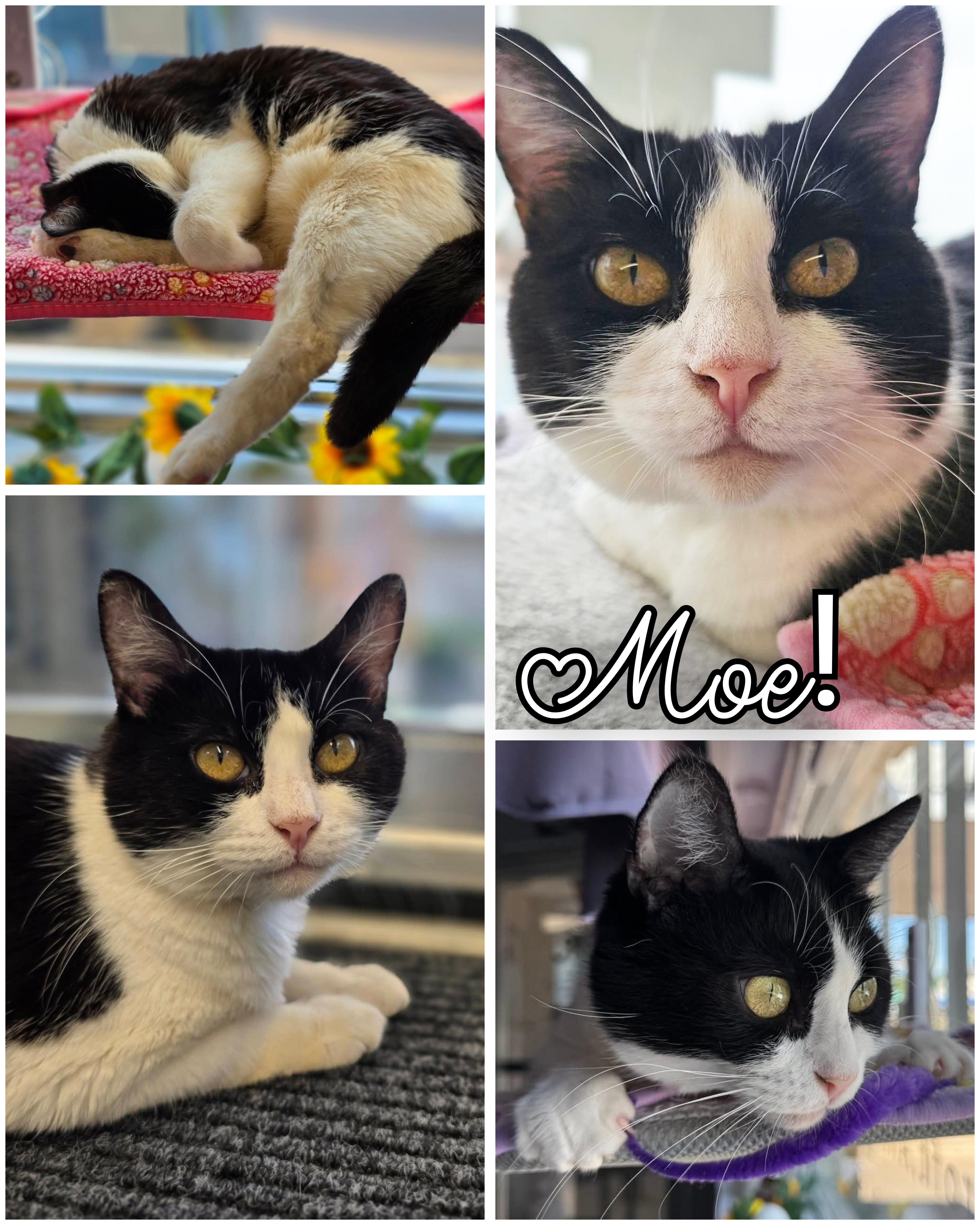 Moe, a ADOPTABLE Domestic Short Hair in North Platte, NE image 4/4