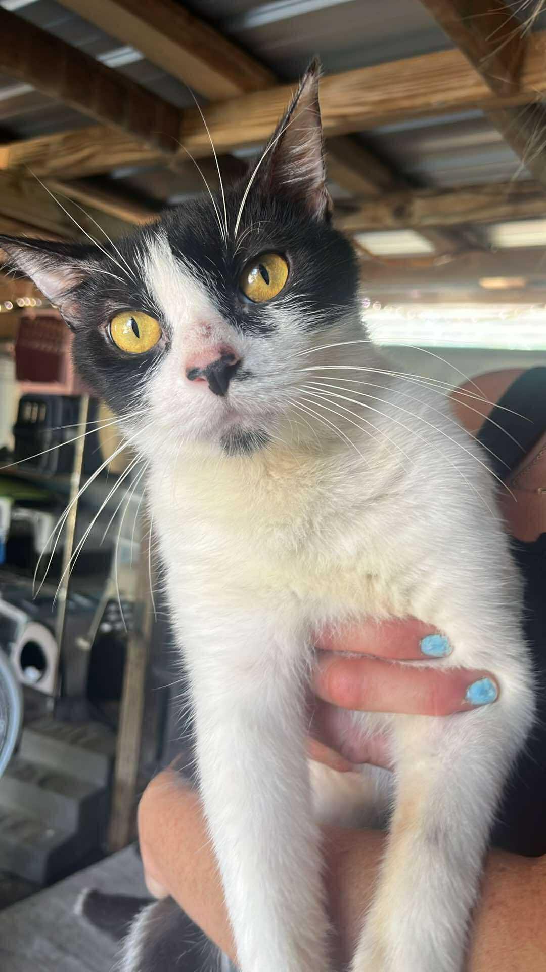 Romeo, Adoptable, Young Male Domestic Short Hair.