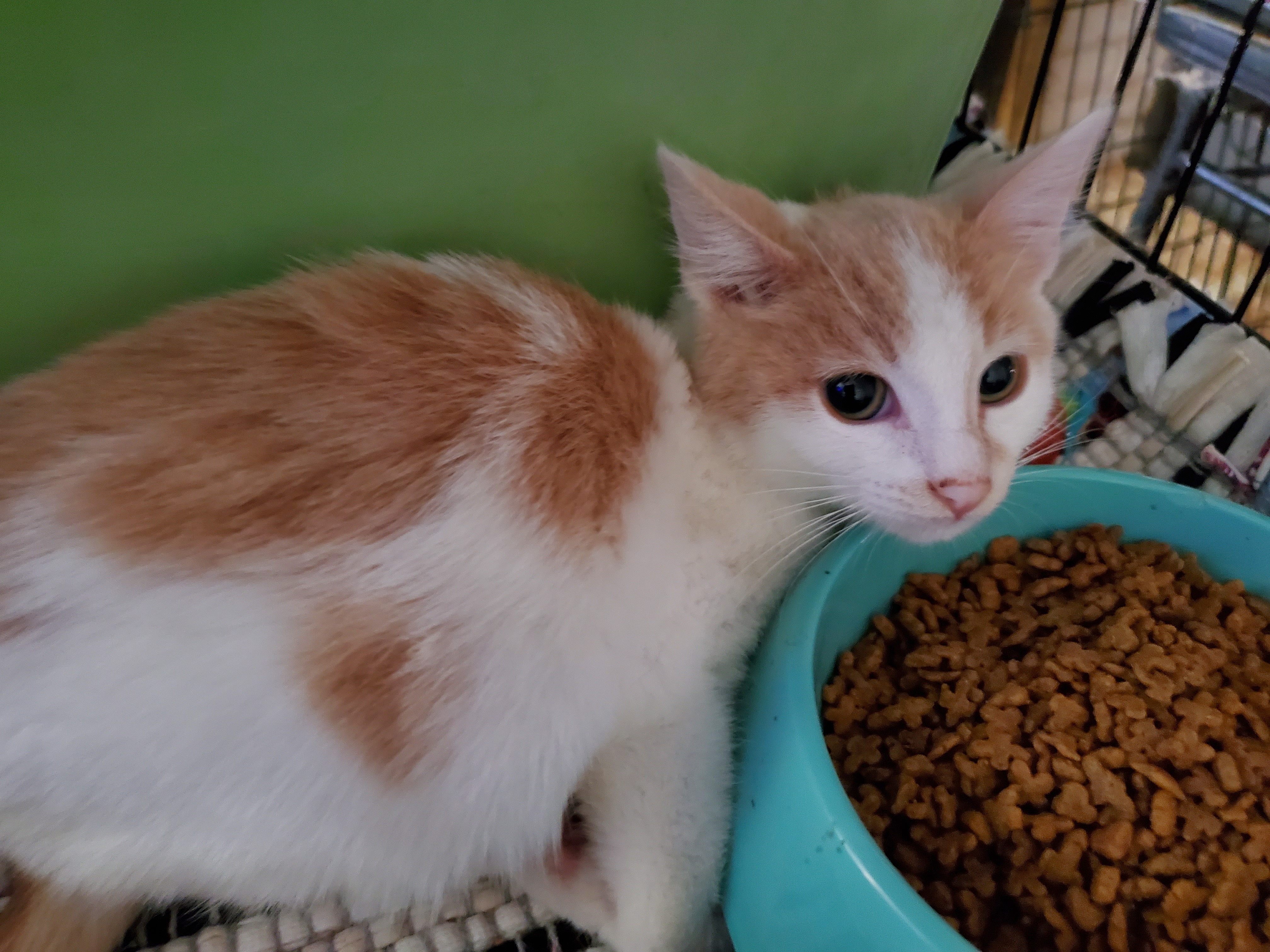 Bryce, a Adoptable mixed breed in Buena Park, CA image 1/2