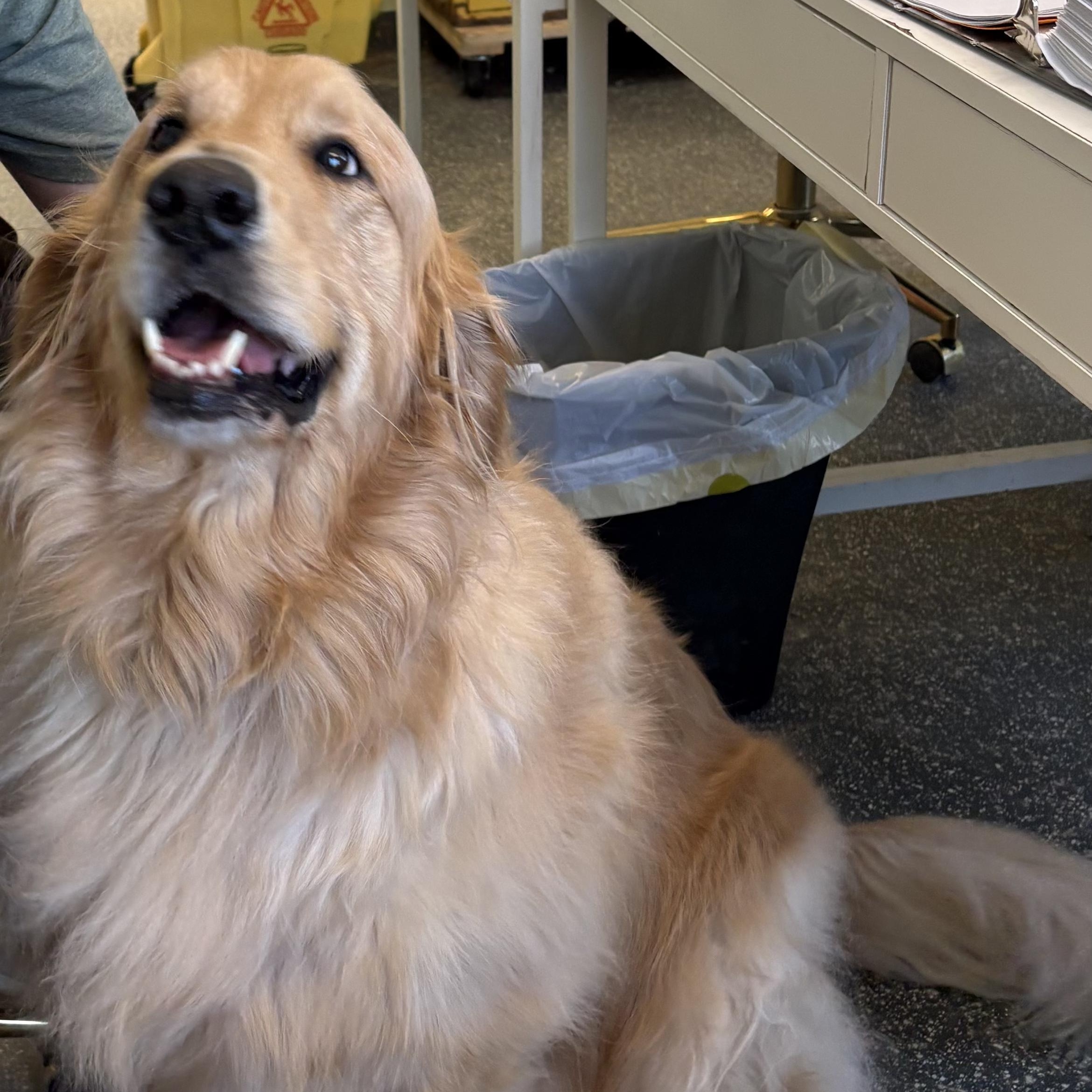 Enlarge Jax, an adopted Golden Retriever in Franklin, IN image 1/1