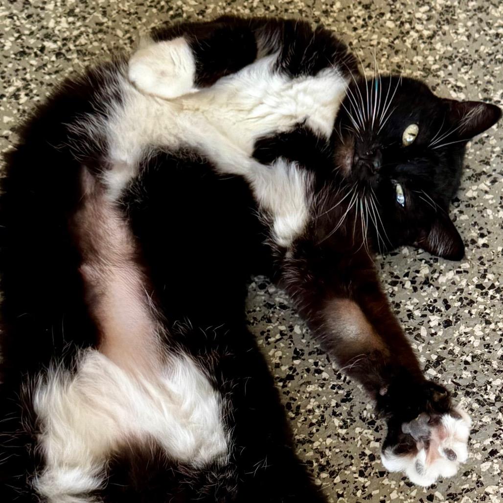 Sunny, Adoptable, Adult Female Domestic Short Hair.