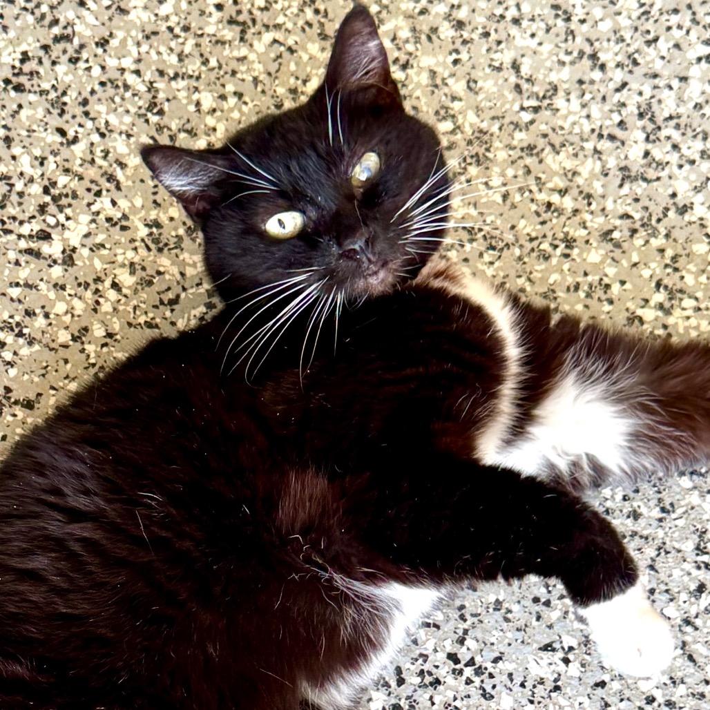 Enlarge Sunny, a Adoptable Domestic Short Hair in Lakeland, FL image 2/3