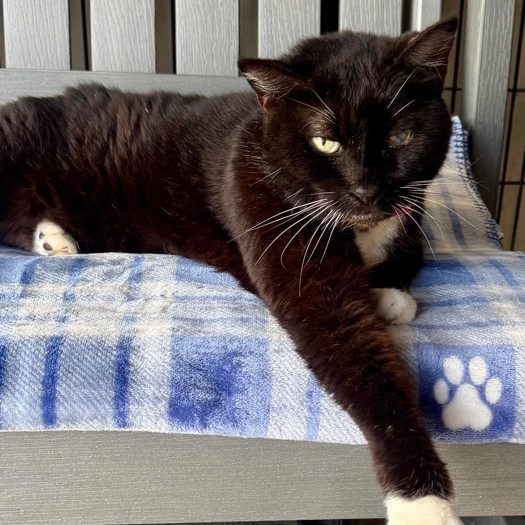 Enlarge Sunny, a Adoptable Domestic Short Hair in Lakeland, FL image 3/3