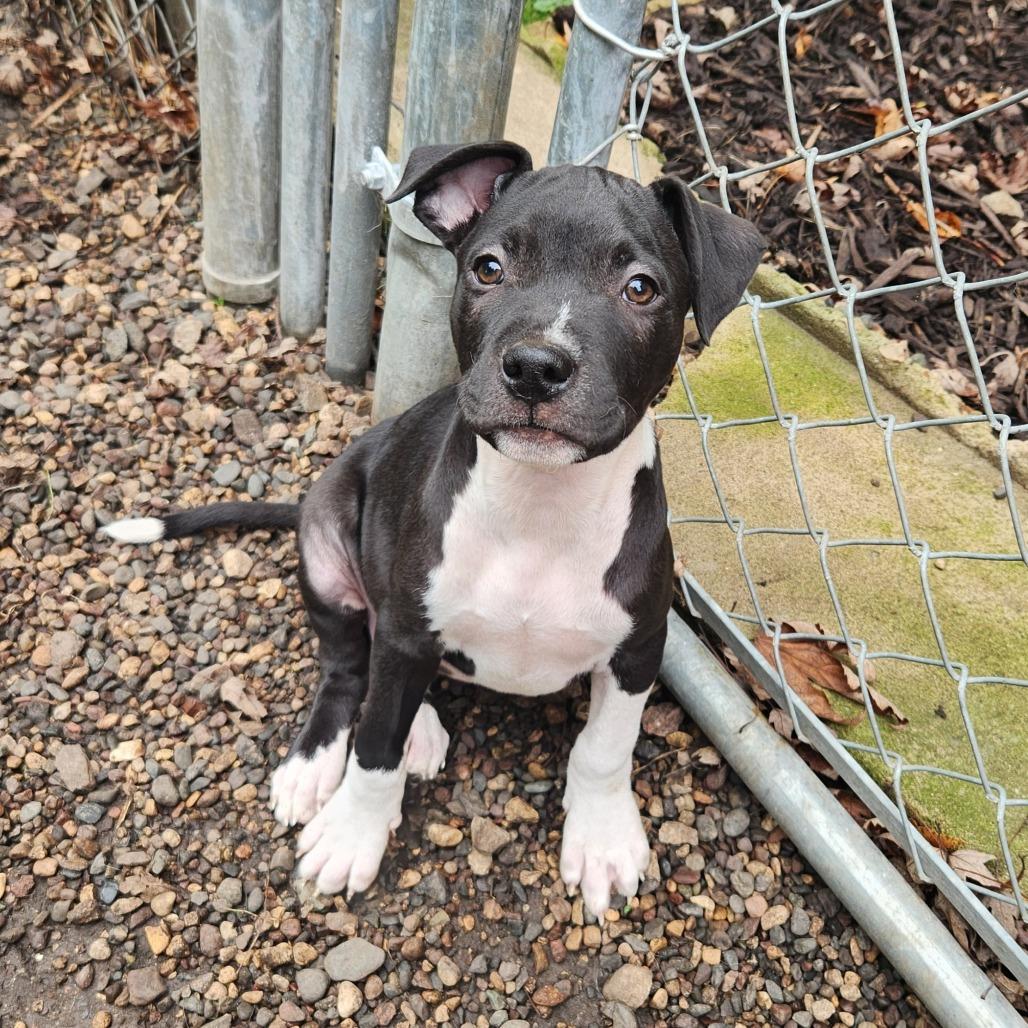 Kevin, Adoptable, Puppy Male Pit Bull Terrier & Mixed Breed.