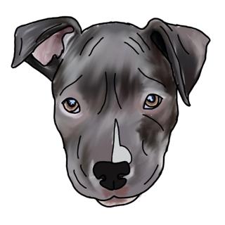 Enlarge Kevin, a Adoptable mixed breed in Farmington, MN image 3/3