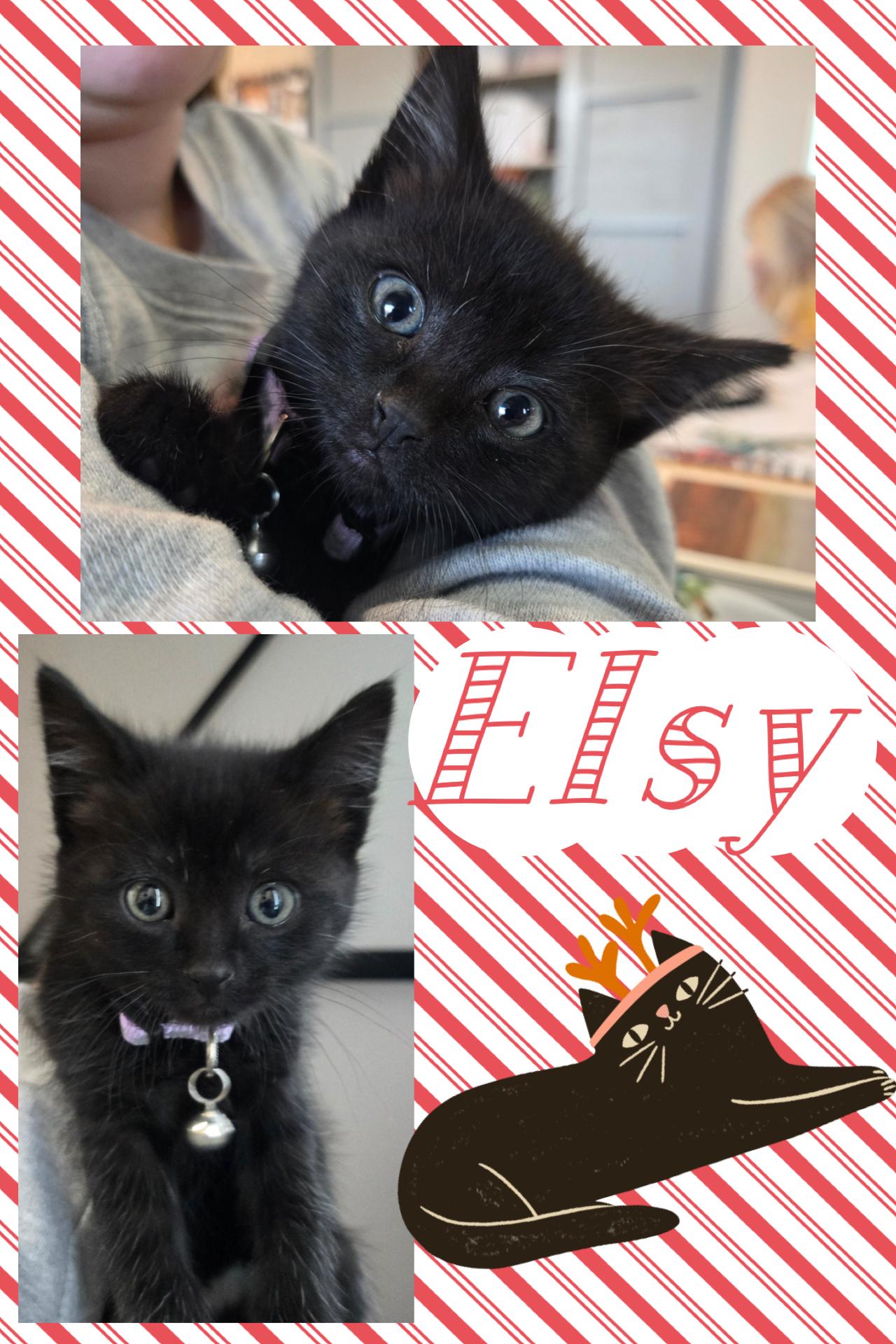 Enlarge Elsy, a ADOPTABLE Domestic Short Hair in Pasco, WA image 1/4