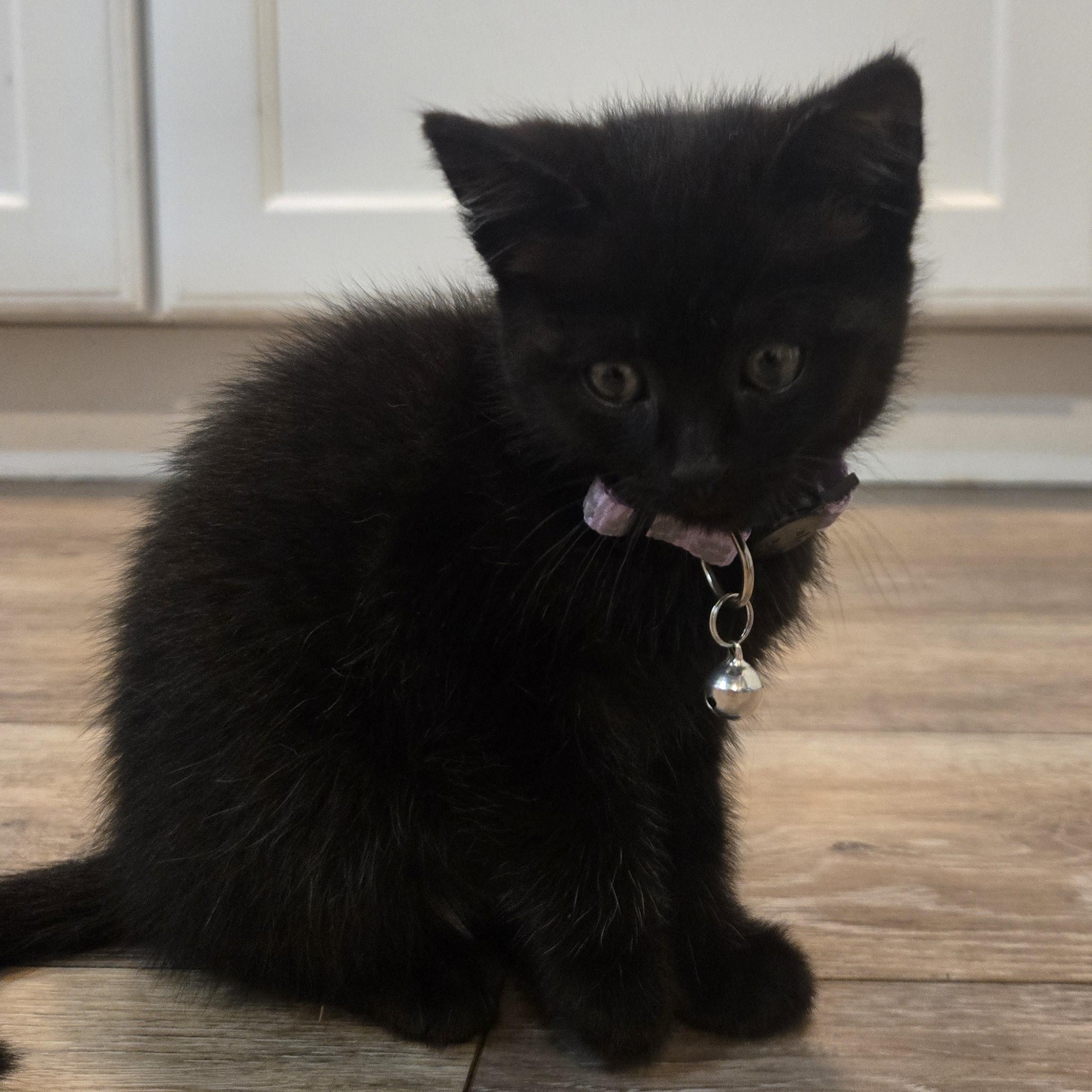 Enlarge Elsy, a ADOPTABLE Domestic Short Hair in Pasco, WA image 3/4