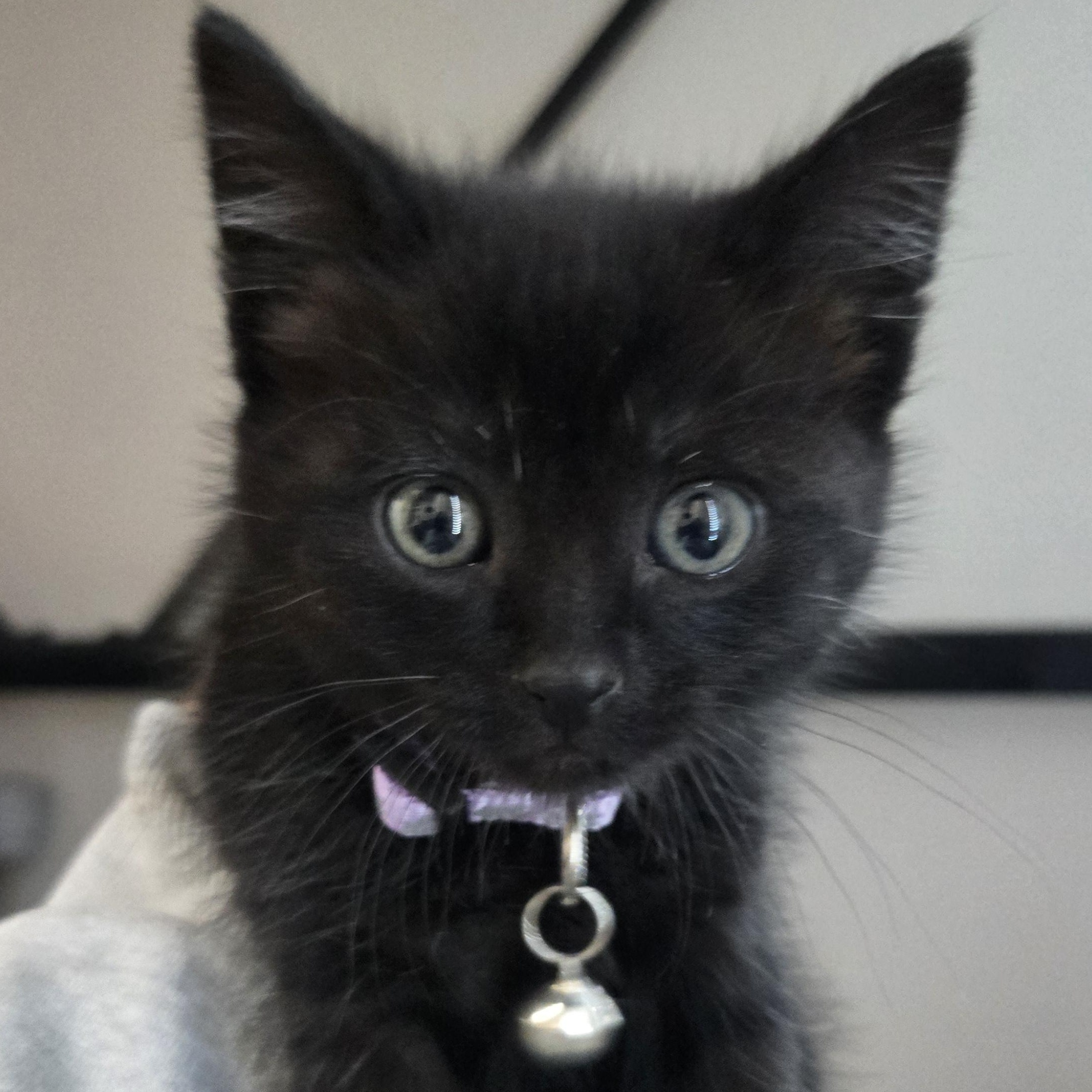 Enlarge Elsy, a ADOPTABLE Domestic Short Hair in Pasco, WA image 4/4