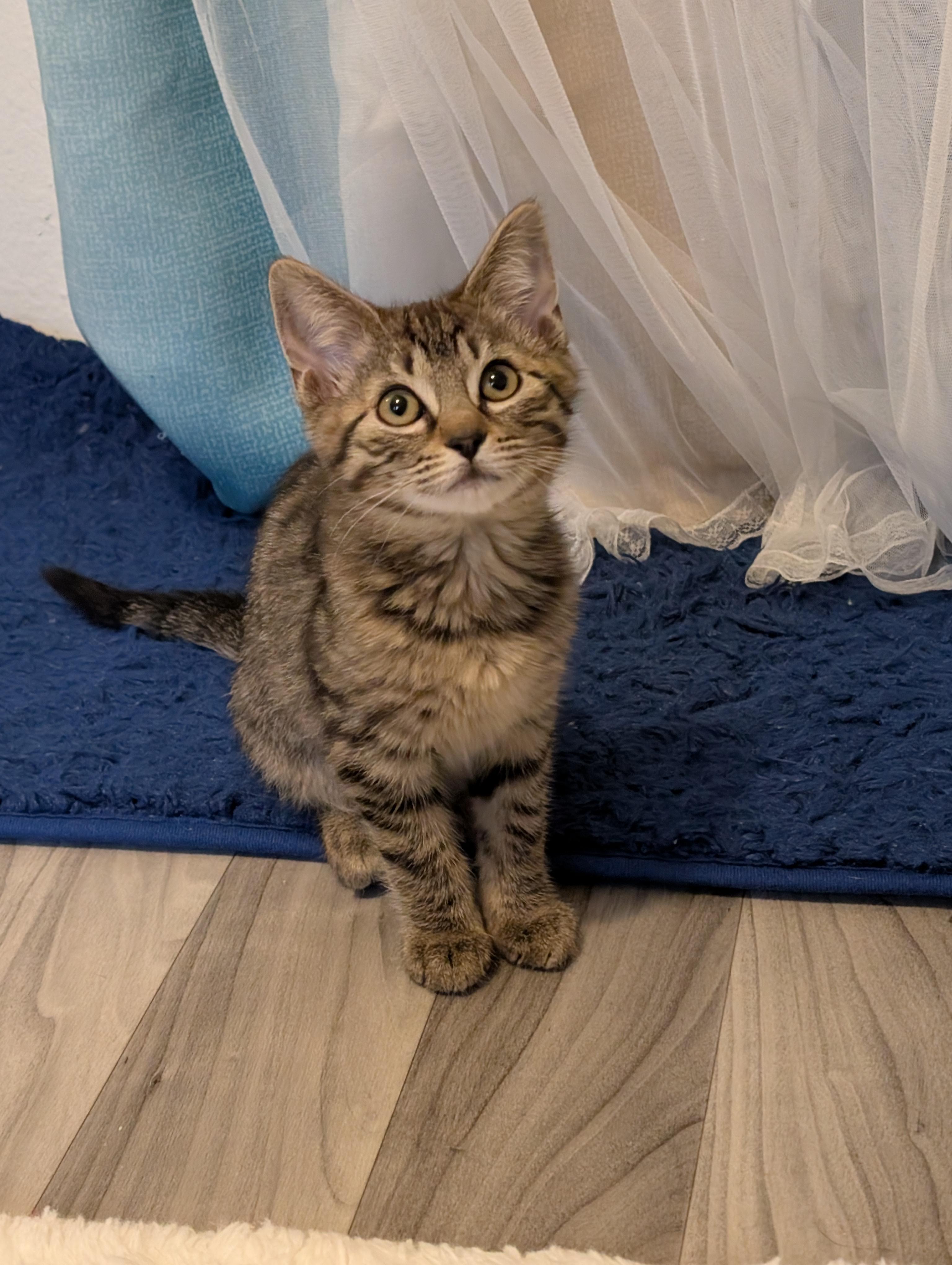 Harriett thumbnail 2