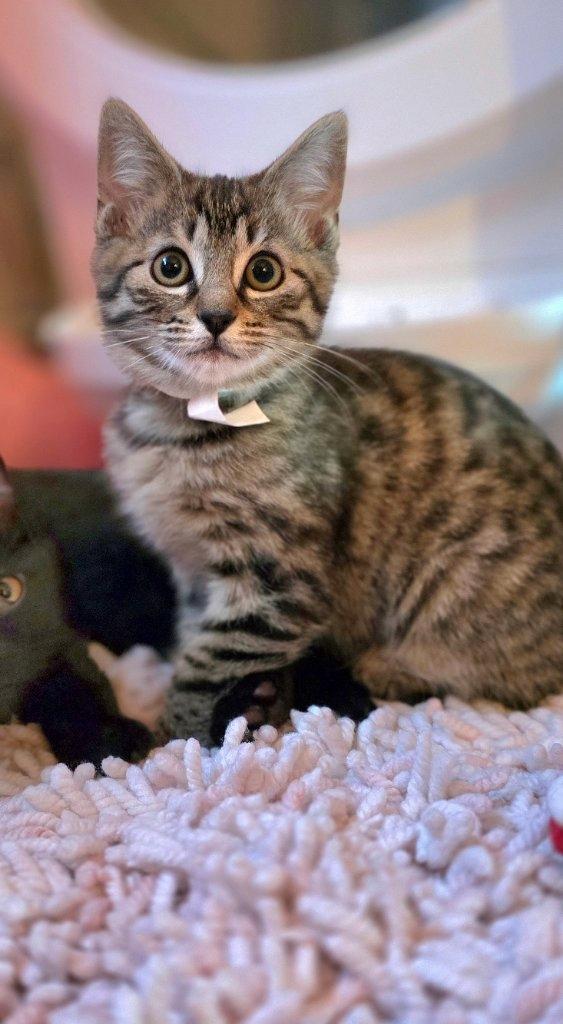 Harriett thumbnail 3