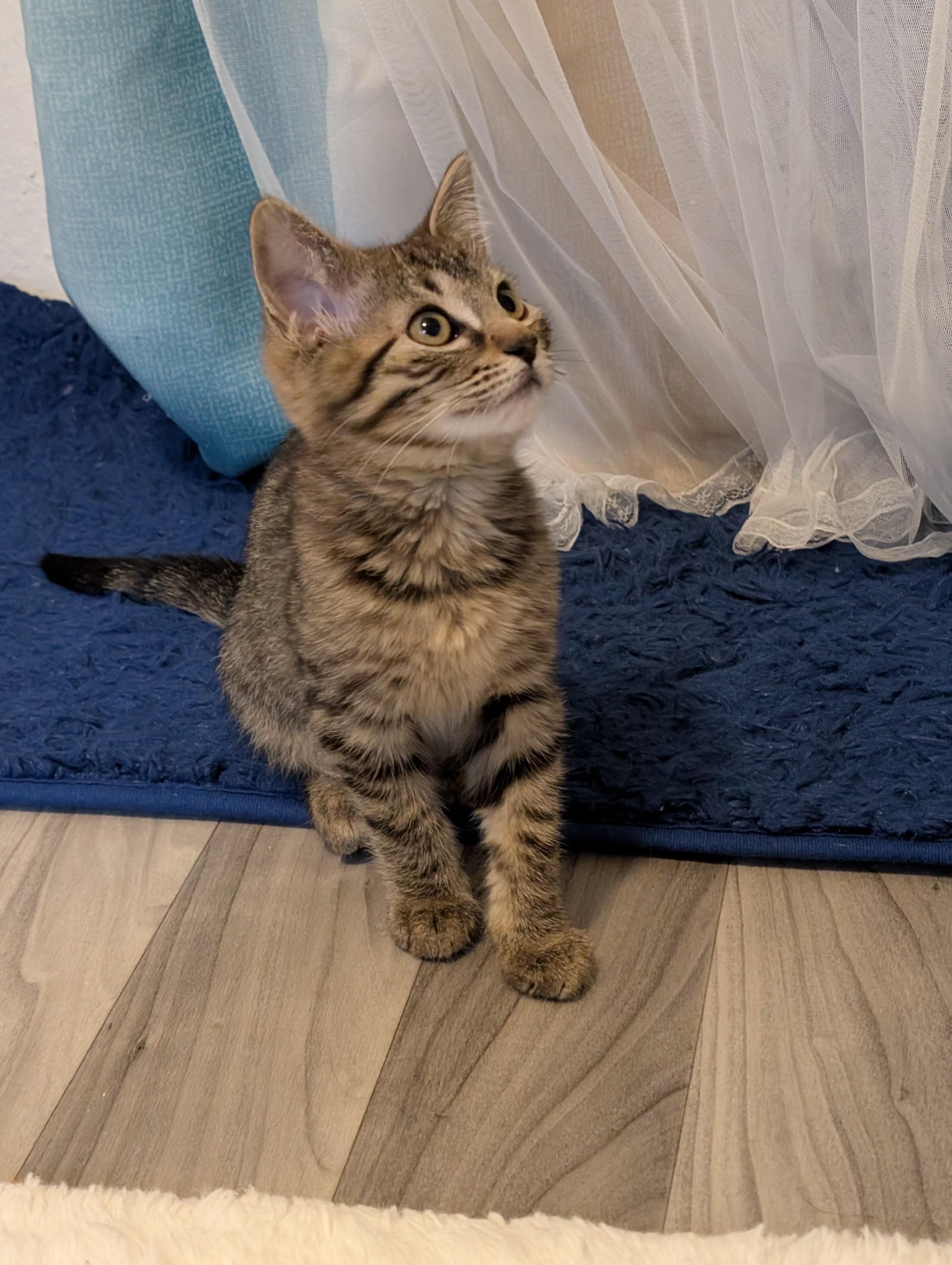 Harriett thumbnail 4