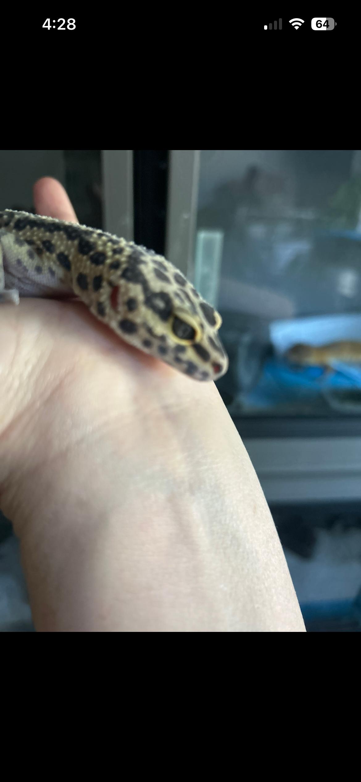 Enlarge Pickles the leopard gecko, a ADOPTABLE Gecko in Concord, CA image 2/2