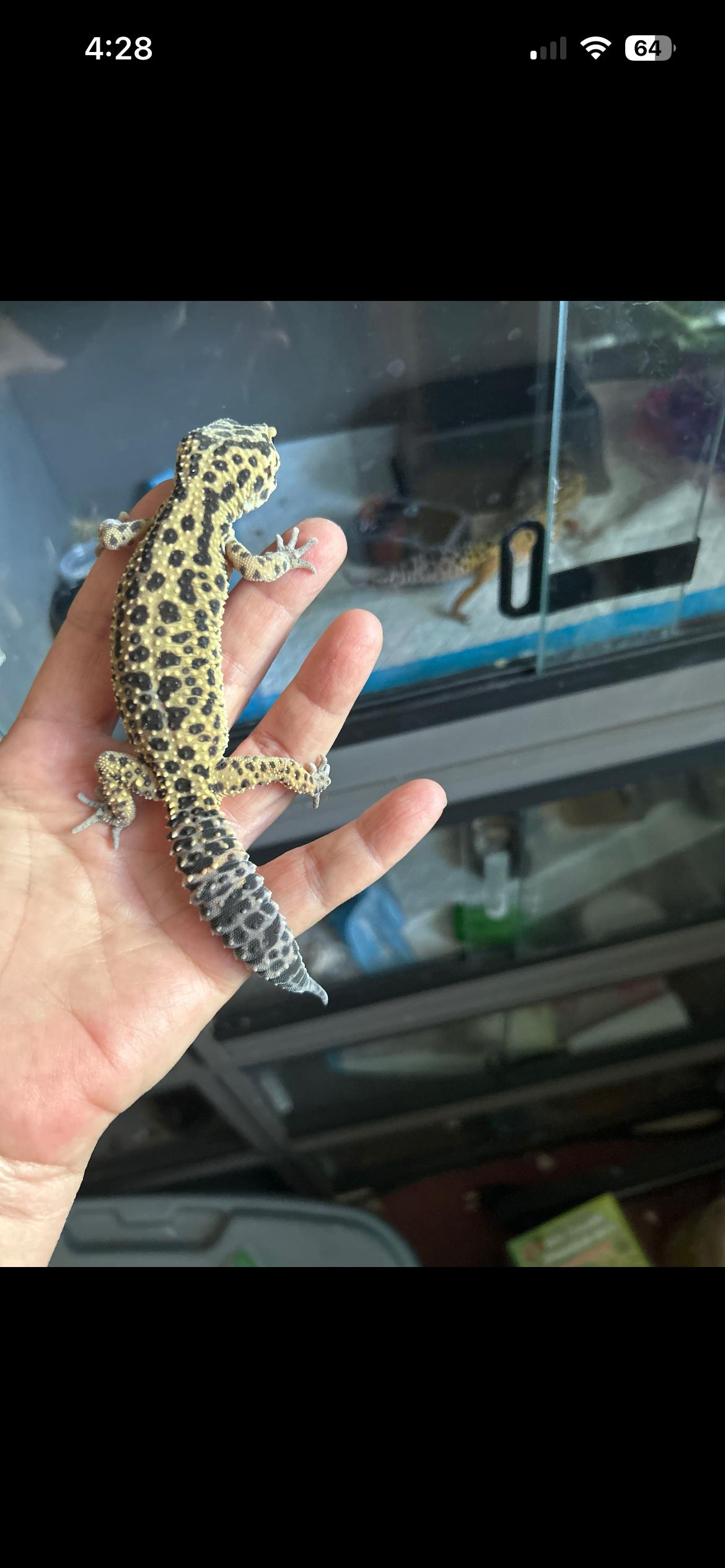Pickles the leopard gecko, ADOPTABLE, Adult Female Gecko.