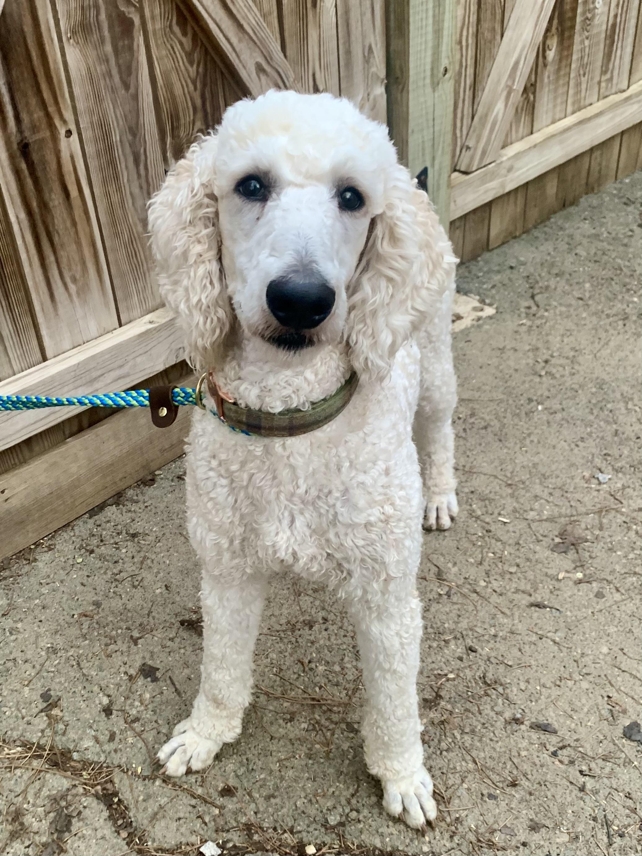Enlarge Kyle, an adopted Standard Poodle in Richmond, VA image 4/4