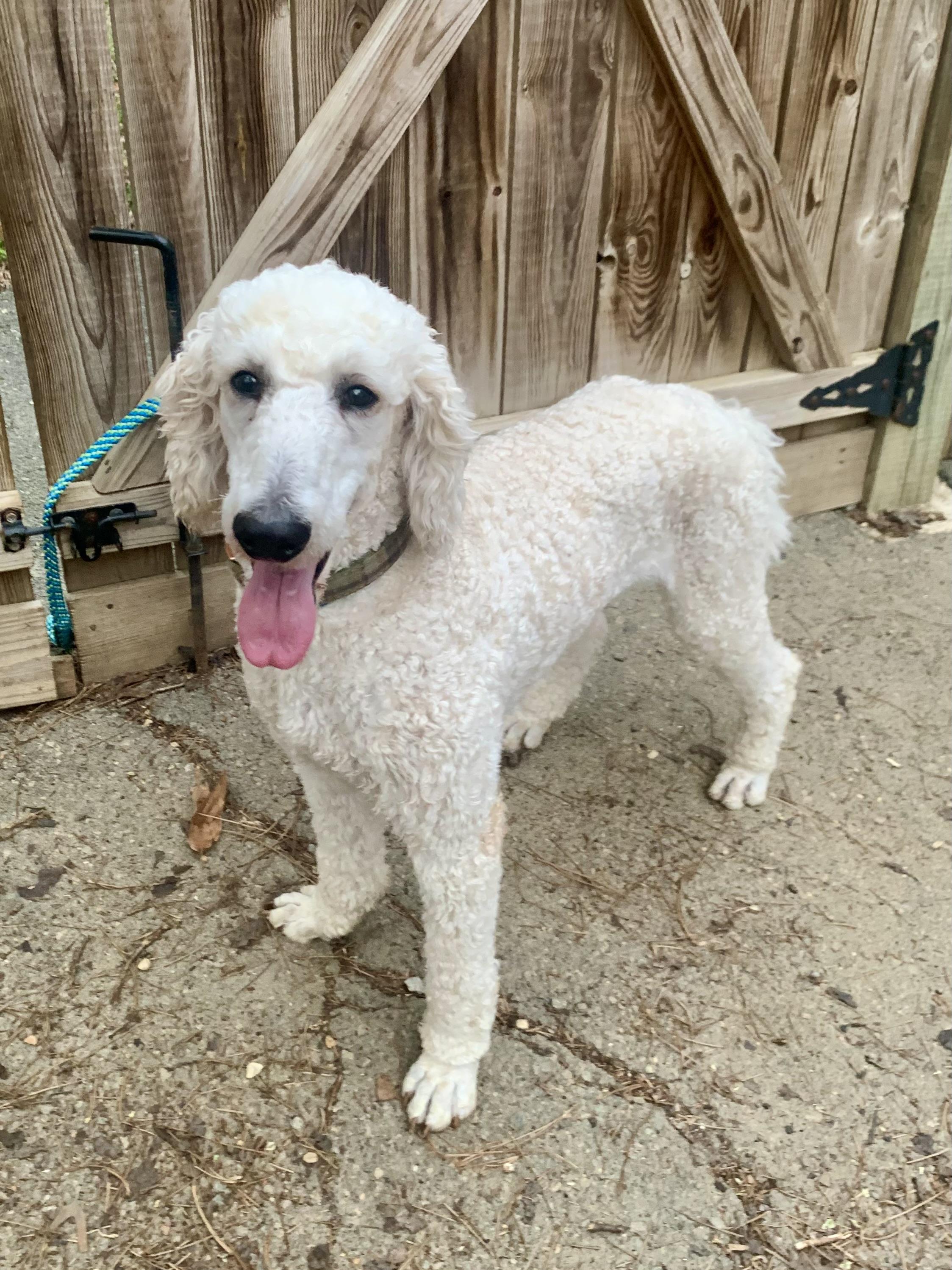 Enlarge Kyle, an adopted Standard Poodle in Richmond, VA image 2/4