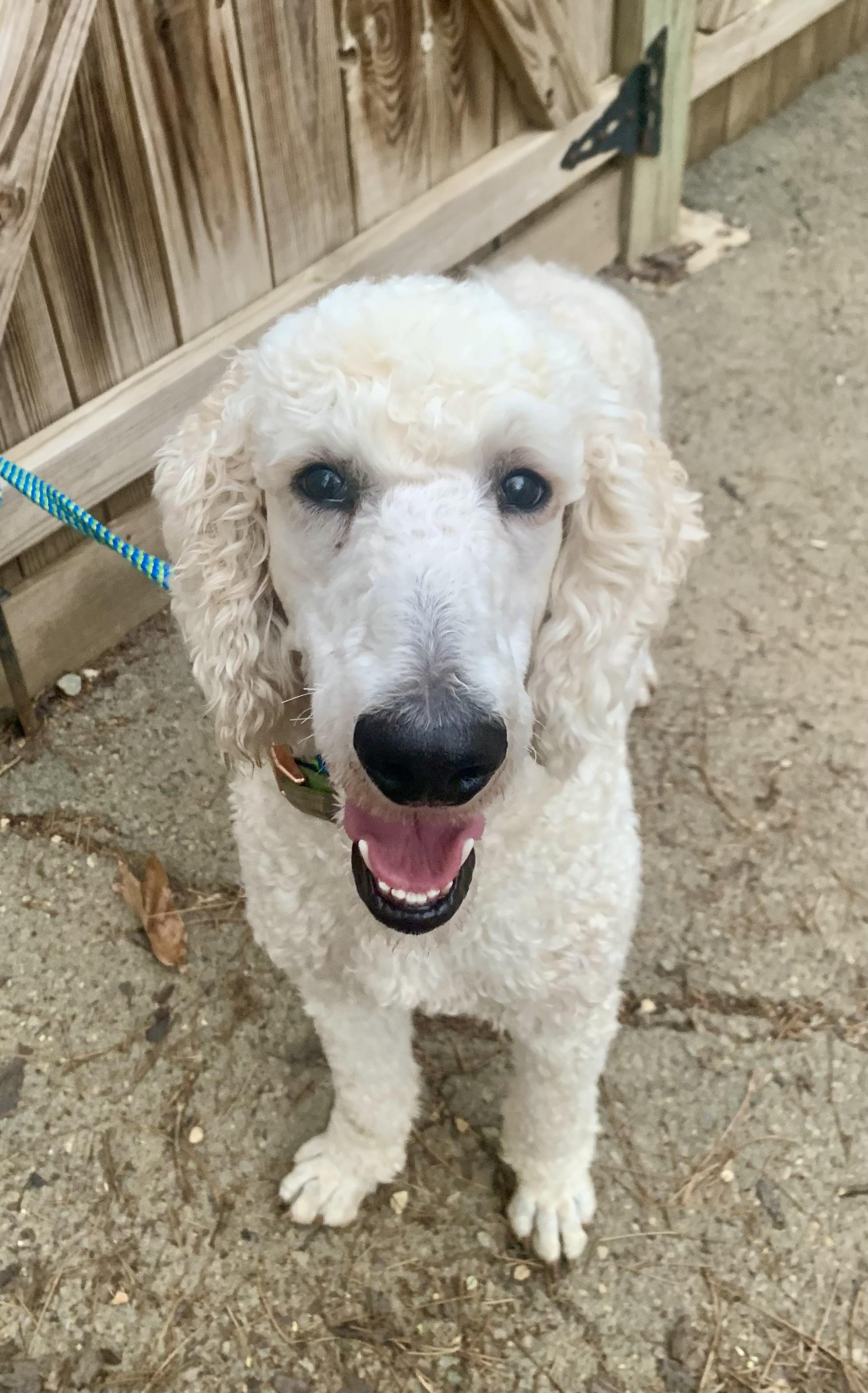 Enlarge Kyle, an adopted Standard Poodle in Richmond, VA image 3/4