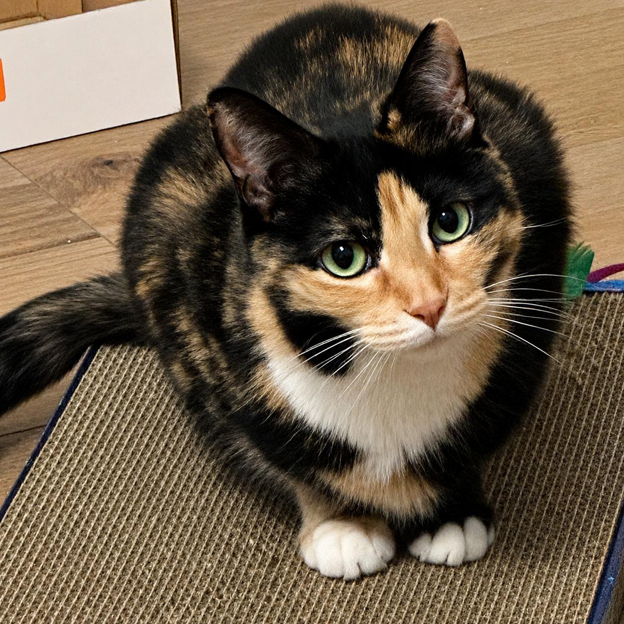 Daisy 4 years AVAILABLE 5/21, Adoptable, Young Female Domestic Short Hair.