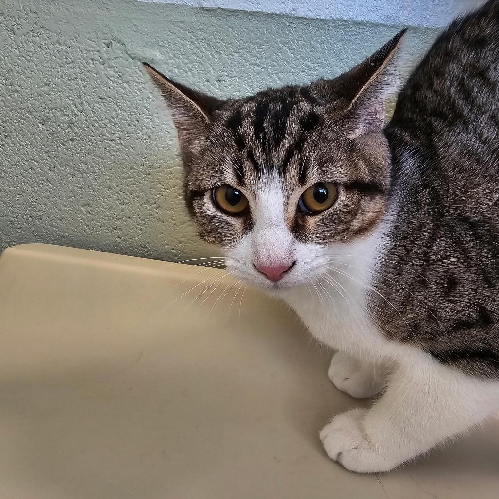 Enlarge Spot*, a Adoptable Domestic Short Hair in Eureka Springs, AR image 1/1