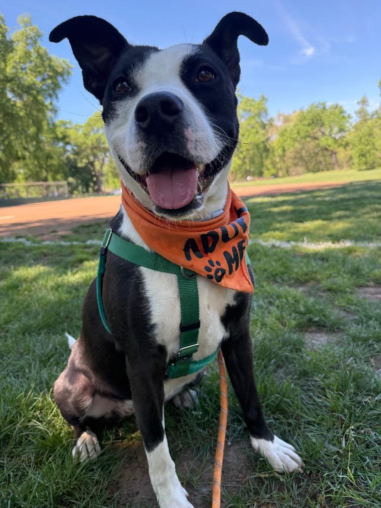 Enlarge Petunia, a Adoptable mixed breed in Chico, CA image 3/5