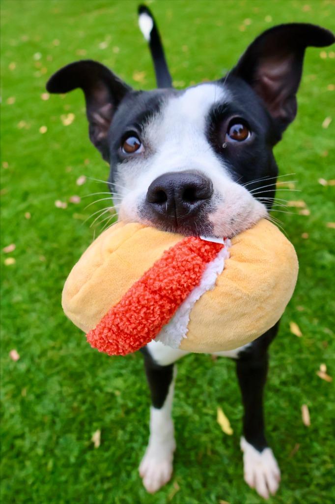 Enlarge Petunia, a Adoptable mixed breed in Chico, CA image 2/4
