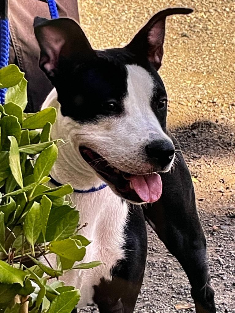 Enlarge Petunia, a Adoptable mixed breed in Chico, CA image 4/4