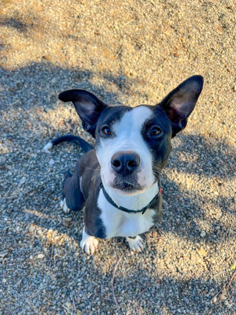 Enlarge Petunia, a Adoptable mixed breed in Chico, CA image 3/4