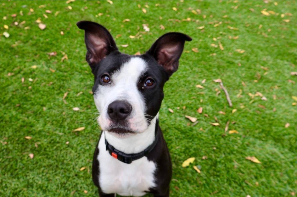 Enlarge Petunia, a Adoptable mixed breed in Chico, CA image 4/4