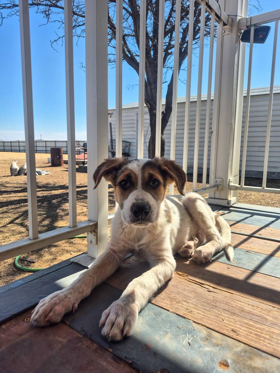 Enlarge Kringle, an adopted mixed breed in Canyon, TX image 1/2