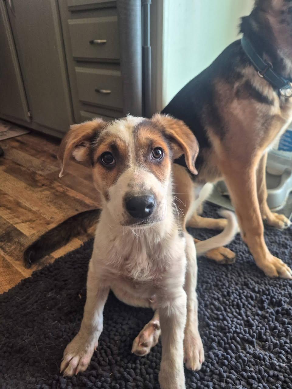 Enlarge Kringle, an adopted mixed breed in Canyon, TX image 2/2