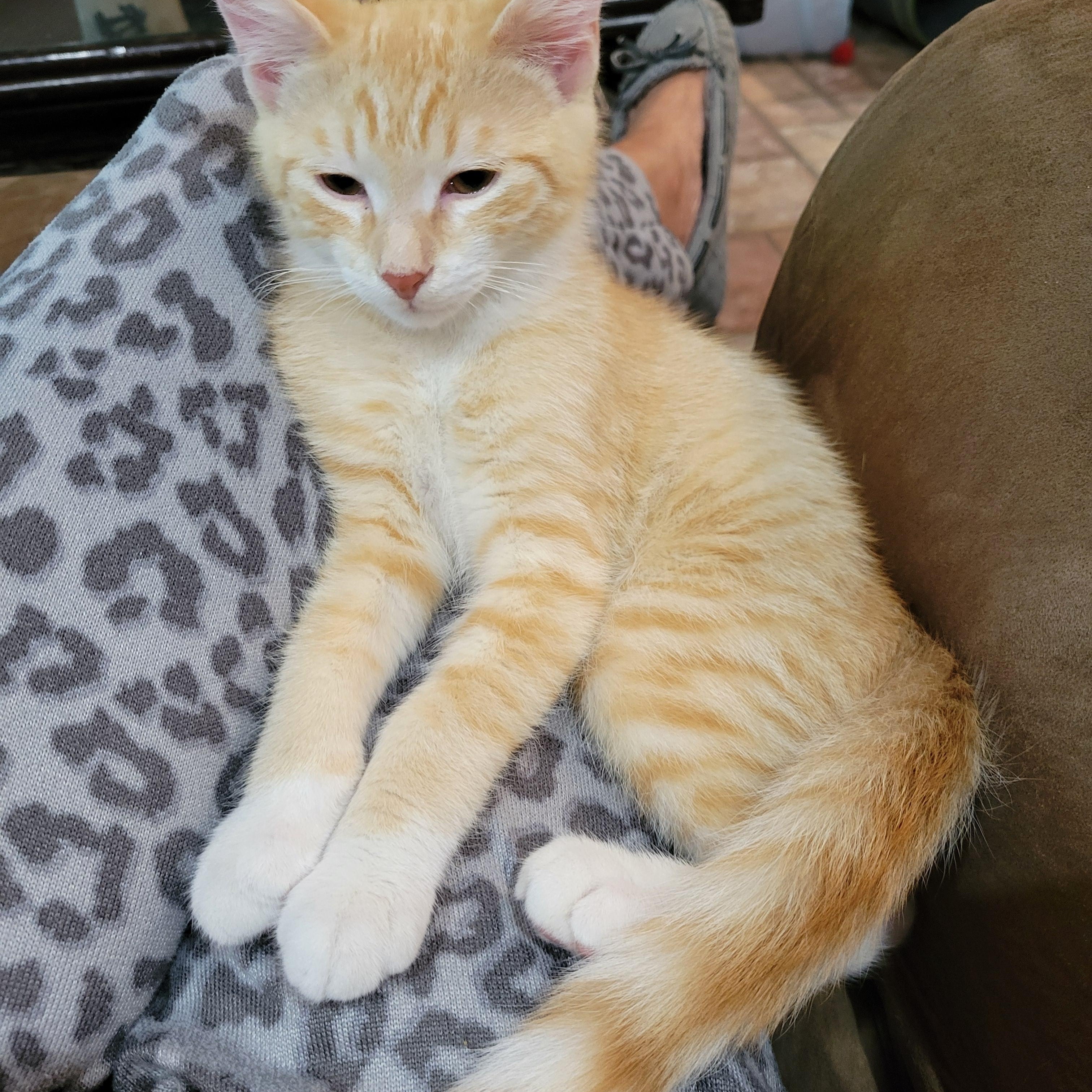 Enlarge V, a Adoptable Domestic Short Hair in Smithfield, VA image 1/2