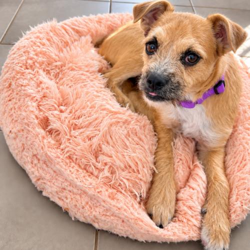 Sarah, Adoptable, Puppy Female Border Terrier & Mixed Breed.