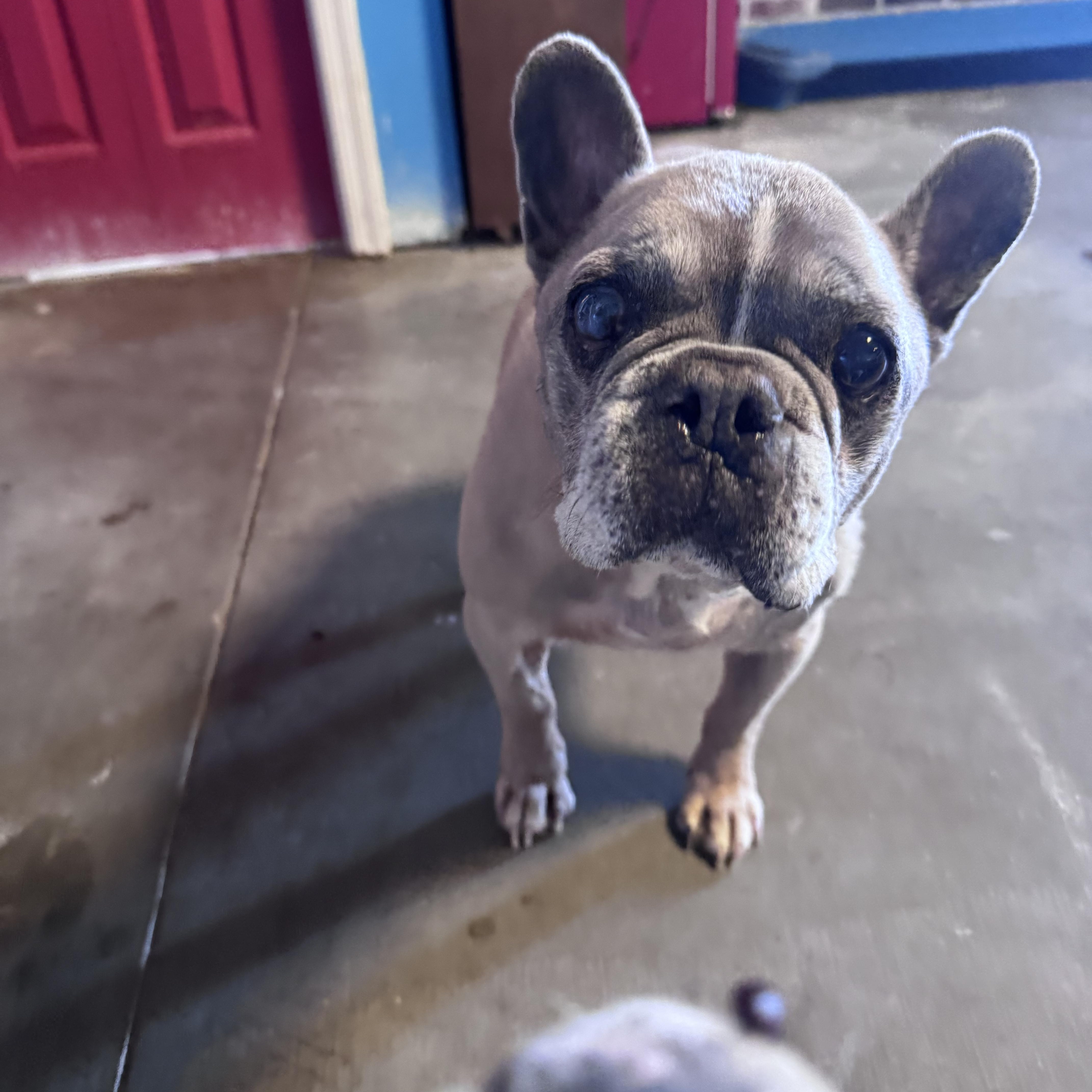 Enlarge Vegas, a ADOPTABLE French Bulldog in Dewey, AZ image 2/2