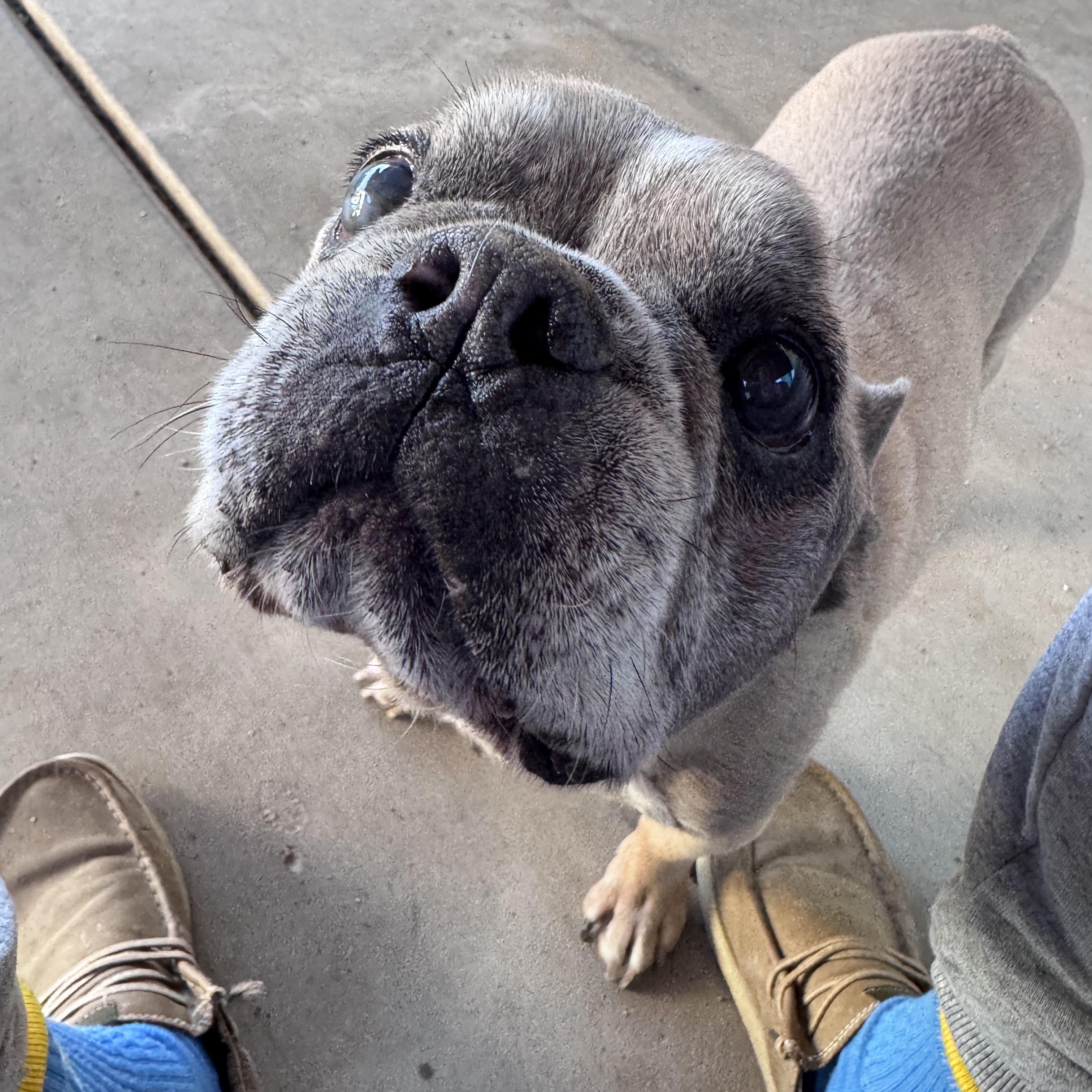 Vegas, ADOPTABLE, Senior Male French Bulldog.