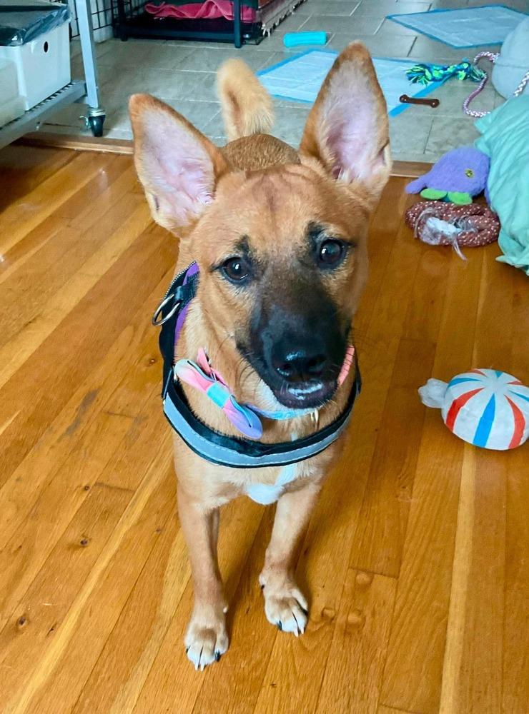 Rosie, Adoptable, Young Female Retriever.