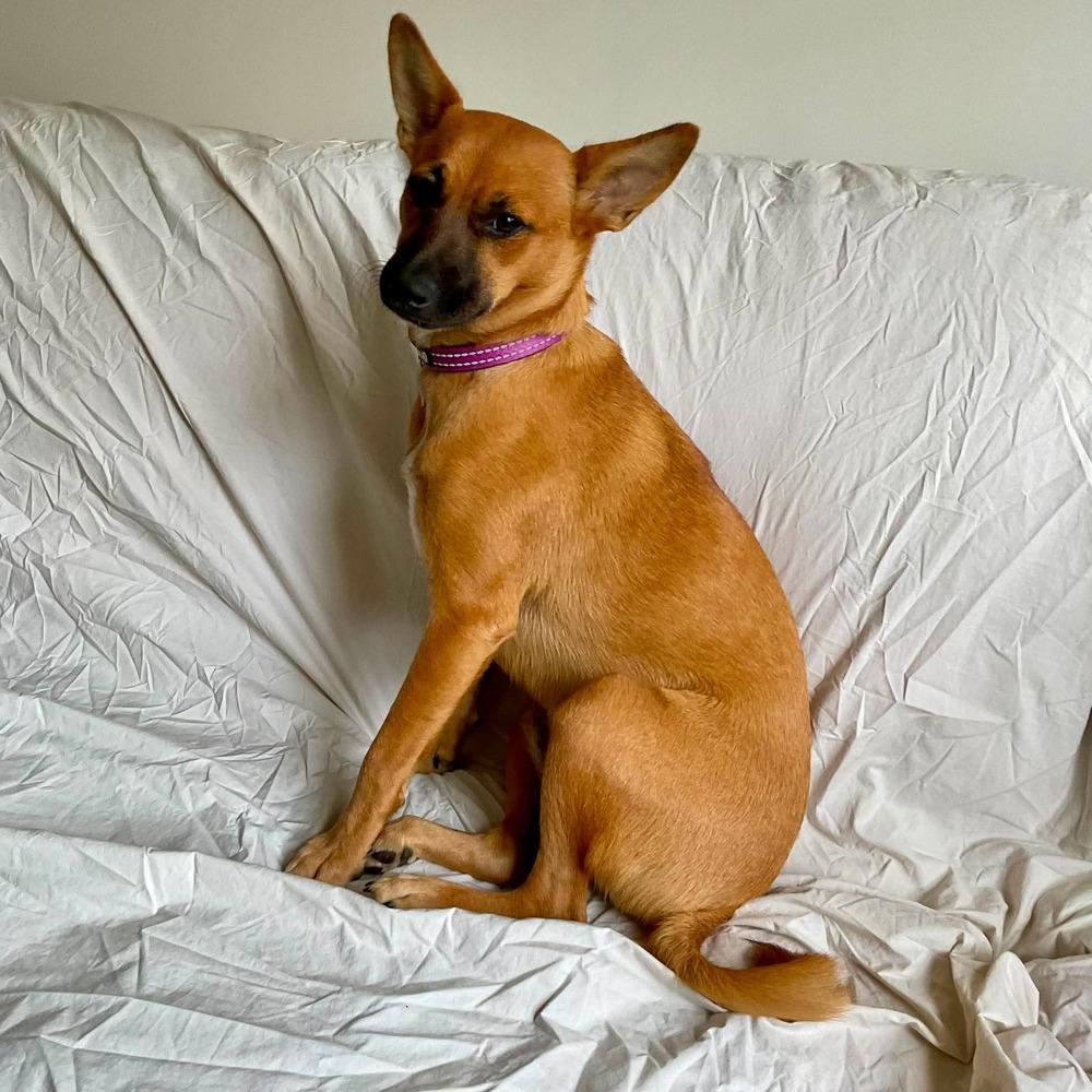 Enlarge Rosie, a Adoptable mixed breed in Valley Stream, NY image 2/6