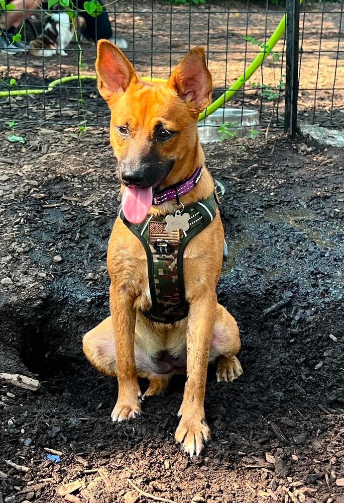 Enlarge Rosie, a Adoptable mixed breed in Valley Stream, NY image 3/6