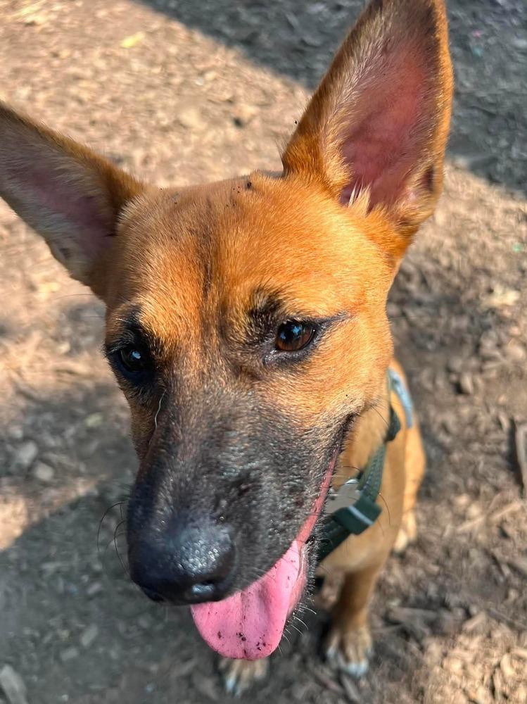 Enlarge Rosie, a Adoptable mixed breed in Valley Stream, NY image 4/6