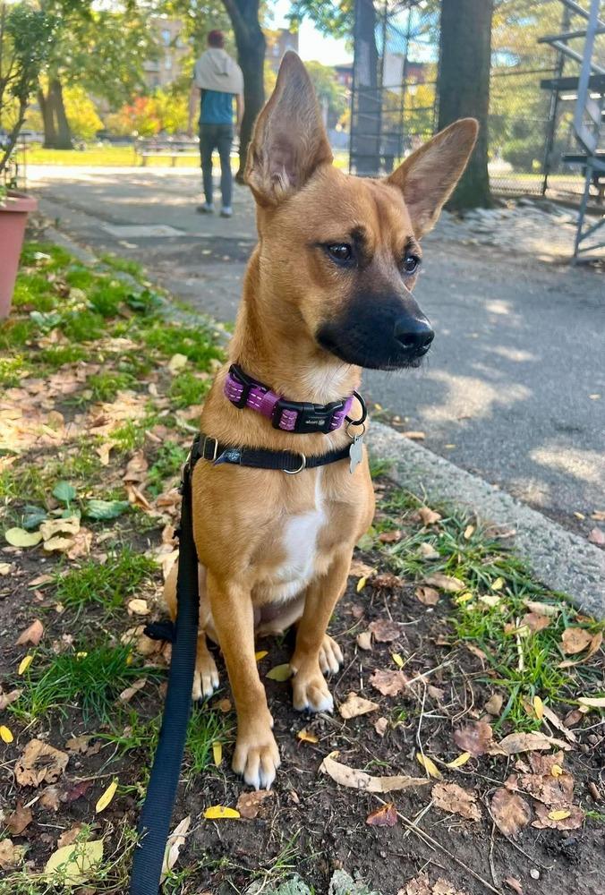 Enlarge Rosie, a Adoptable mixed breed in Valley Stream, NY image 5/6