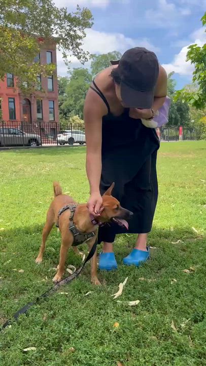 Enlarge Rosie, a Adoptable mixed breed in Valley Stream, NY video 6/6
