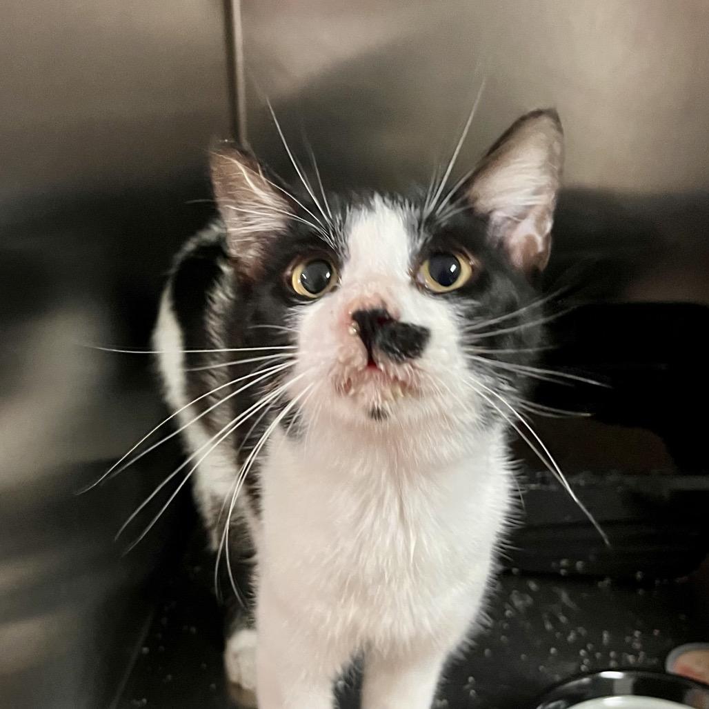 Lucky Charm, Adoptable, Adult Male Domestic Short Hair.