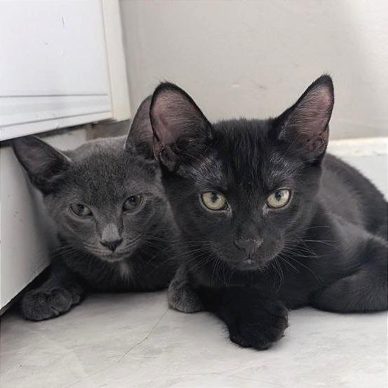 Ares, Adoptable, Kitten Male Domestic Short Hair.