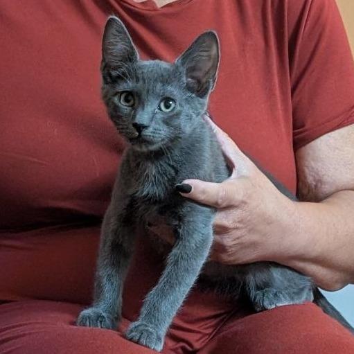 Enlarge Ares, a Adoptable Domestic Short Hair in Pikesville, MD image 2/6