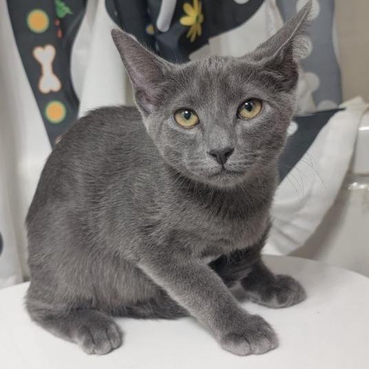 Enlarge Ares, a Adoptable Domestic Short Hair in Pikesville, MD image 3/6
