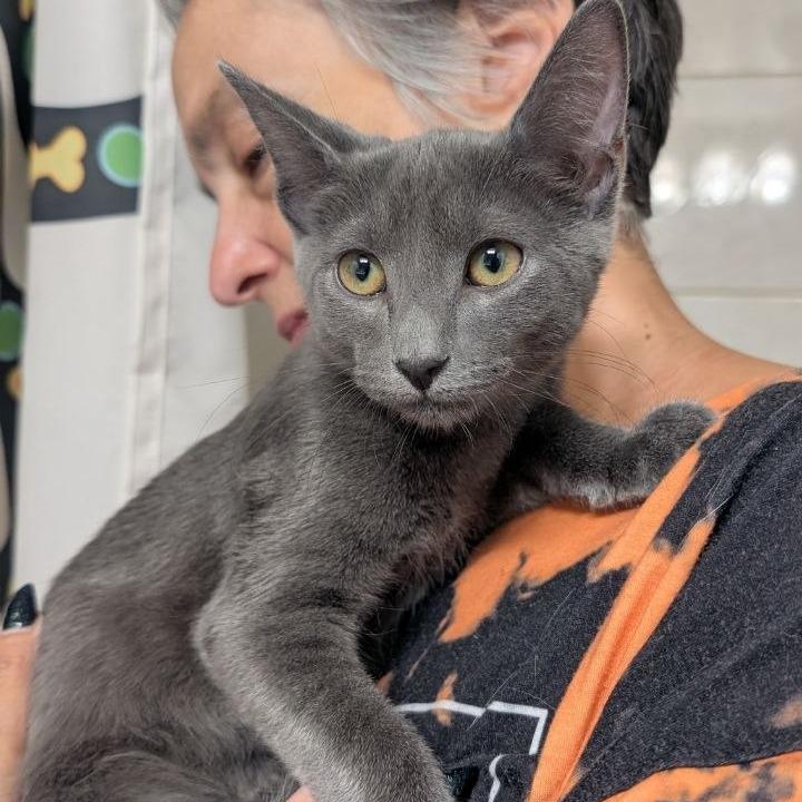Enlarge Ares, a Adoptable Domestic Short Hair in Pikesville, MD image 4/6