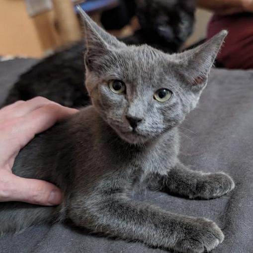 Enlarge Ares, a Adoptable Domestic Short Hair in Pikesville, MD image 5/6
