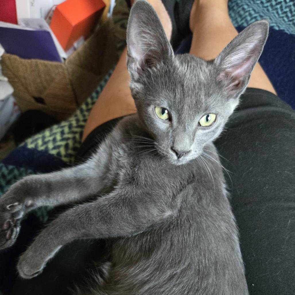 Enlarge Ares, a Adoptable Domestic Short Hair in Pikesville, MD image 6/6