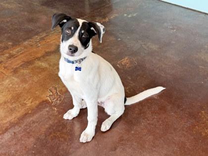 Ollie, Adoptable, Adult Male Labrador Retriever & Mixed Breed.