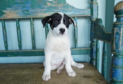 Ollie, a Adoptable mixed breed in San Antonio, TX image 1/2